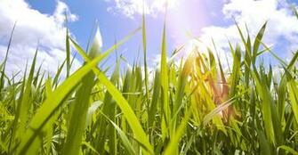 Sugarcane Wallpaper