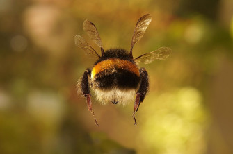 Bee Wallpaper