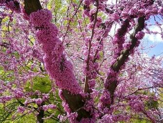 Spring National Geographic Photo Contest