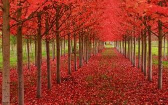 Under A Blood Red Sky Wallpaper