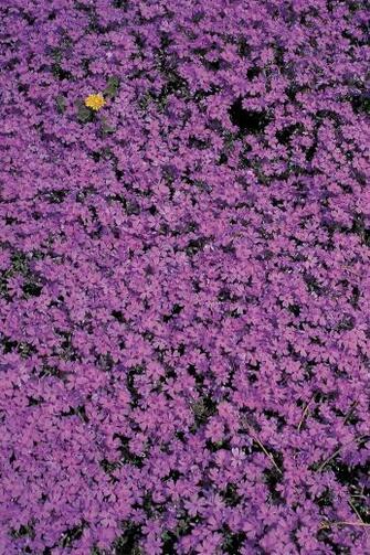 Purple Flower Bed Printed Vinyl Backdrop Savage Universal