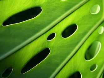 The Archaeology News Network What Makes A Plant