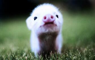 Baby Pig Wallpaper HD Jpg