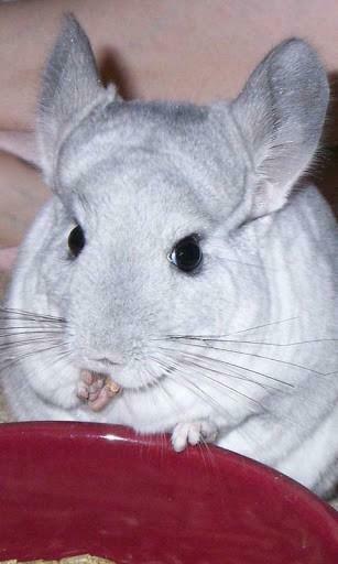 Chinchilla Wallpaper F R Android Von Arata Kuroki