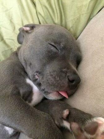 Baby Pitbull Wallpaper