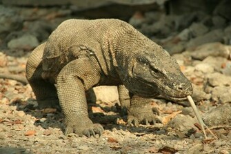 Reptile Wallpaper Background