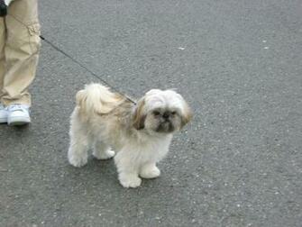 Kino The Shih Tzu Wallpaper