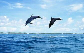 Wallpaper Animal Windows