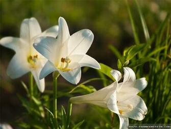 Easter Flowers Lilies Wallpaper