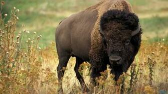 HD Wallpaper Buffalo Bills