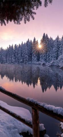 Winter Snow Trees Nature Outdoors iPhone X Wallpaper