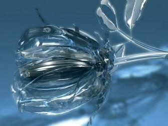 Keywords Glass Rose Wallpaper Rosedesktop