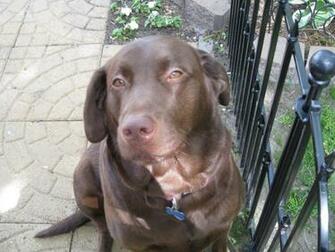 Chocolate Lab Wallpaper