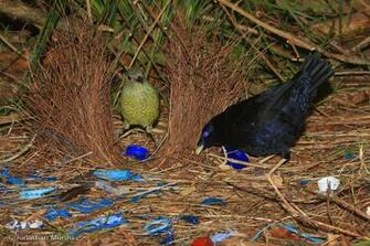 Bowerbird Wallpaper Animal Hq Pictures 4k