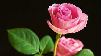 Pink Rose Pictures Net