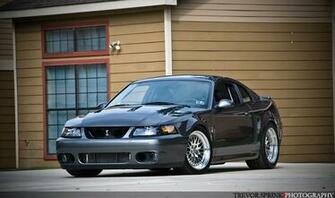 Beautiful Cobra Terminator