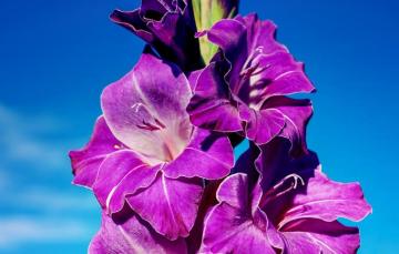 Wallpaper Flowers Blue Background Bright Beauty Purple