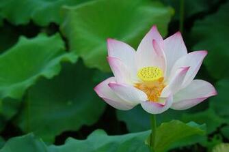 Lotus Flower HD Wallpaper High Definition iPhone