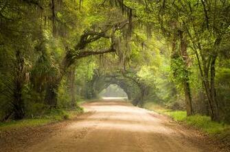 Charleston Sc Dirt Road Forest Botany Bay Plantati By Macinivnw On