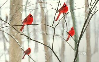 Winter Birds Cardinal Northern Wallpaper Car