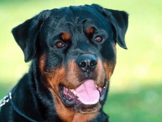 Beautiful Rottweiler Wallpaper