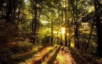 Nature Sunny Forest Wallpaper HD