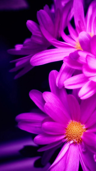Flower iPhone Background Wallpaper