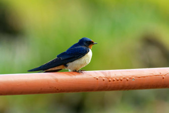 Swallow Bird Wallpaper