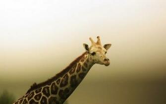 Collection Great Pictures Pure High Definition HD You Can