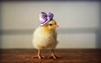 Chicken Bird Image And Desktop Background HD