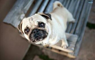 Mops Pug Carlin Wallpaper