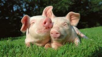 Piglets HD Wallpaper FullHDwpp Full