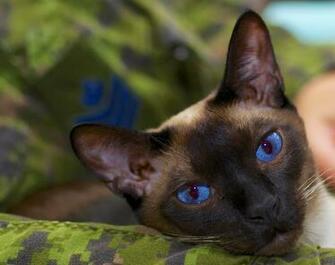 Relaxed Siamese Cat Wallpaper And Image Pictures