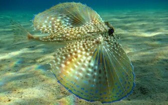 Popular Aquarium Fish HD Wallpaper And Make This For Your