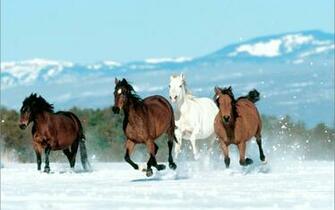 Horse Photos Pictures