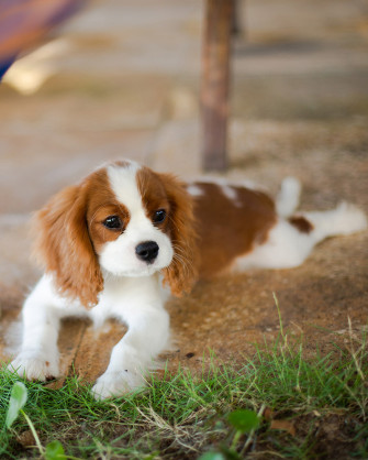 Find A Puppy Wallpaper