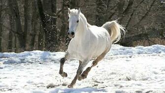 Horse Wallpaper Desktop Background New