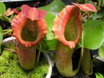 Nepenthes Tenax Wallpaper Image Photos Pictures Background