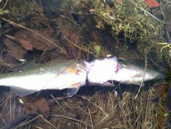 Bass Fishing Wallpaper Went Looked Down And