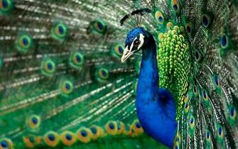 Peacock Wallpaper Animal