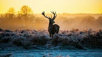 Reindeer Wallpaper HD Image