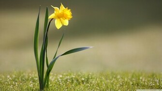 Single Flower Wallpaper Friendship Jpg
