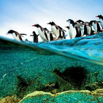 Diving Penguins Beautiful Retina iPad Wallpaper