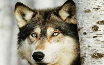 Wolves Live Wallpaper Android Apps On Google Play