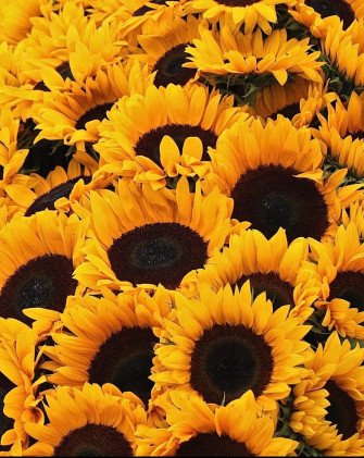 Wallpaper Roses And Sunflowers