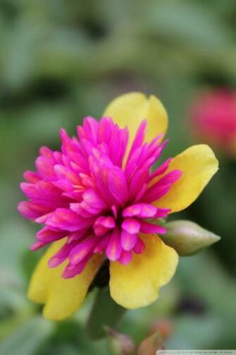 Flower Wallpaper For Desktop Full Screen Garden HD