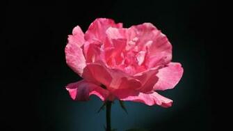 Pink And Black Rose Wallpaper On