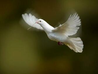 Wallpaper White Dove