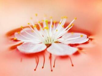 Wallpaper HD Desktop Online Flower