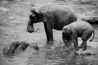 Elephant Wallpaper HD Background Image Pics Photos